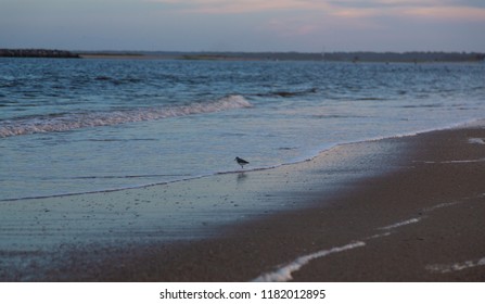 A Wilsons Plover Looks For Prey In The Shallows Of The Surf Of Wrightsville Beach, NC.