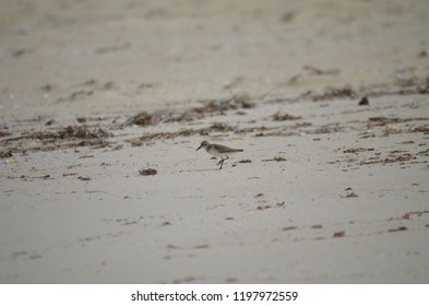 Wilsons Plover On The Beach