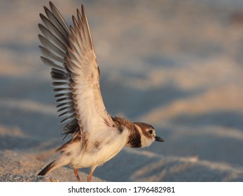 Wilsons Plover On The Beach