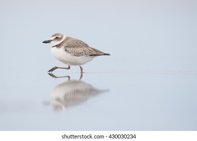 A Wilsons Plover Walks Along In Shallow Water With A Reflection Of The Bird.