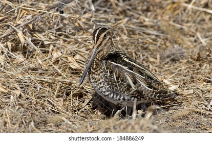 Wilsons Snipe Basking In The Warm Sun On An Early Spring Day In Central PA, USA.