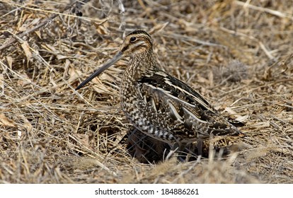 Wilsons Snipe Basking In The Warm Sun On An Early Spring Day In Central PA, USA.