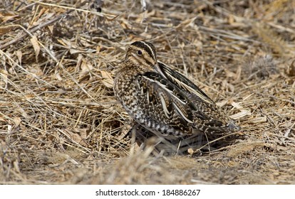 Wilsons Snipe Basking In The Warm Sun On An Early Spring Day In Central PA, USA.