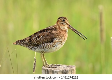 8,888 Snipe Stock Photos, Images & Photography | Shutterstock