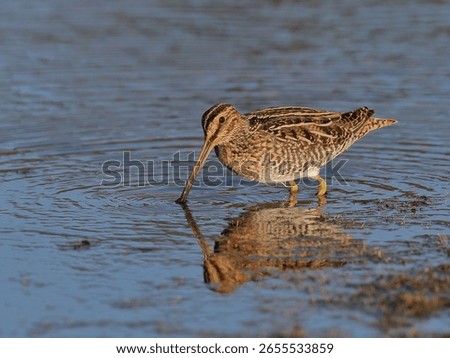 Wilson's snipe foraging and showing its reflection in calm lake water