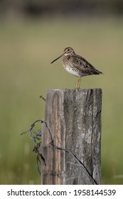 Wilsons Snipe Perched On Old Wooden Fence Post With Barbed Wire