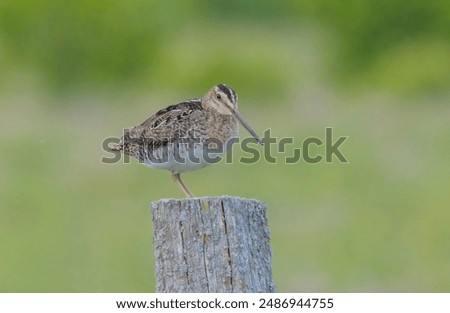 Wilson's snipe perched on post and looking.