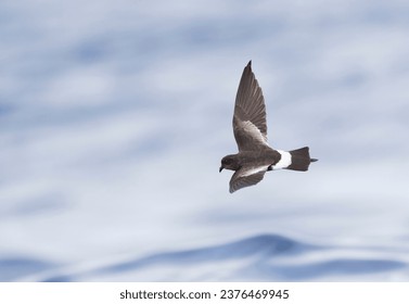 Wilson's Storm Petrel (Oceanites oceanicus) off Madeira. One of the most abundant bird species in the world. Bird is active primary moult.