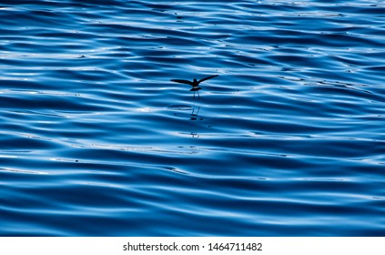 A Wilson's Storm Petrel Skimming The Waves Of The Southern Ocean