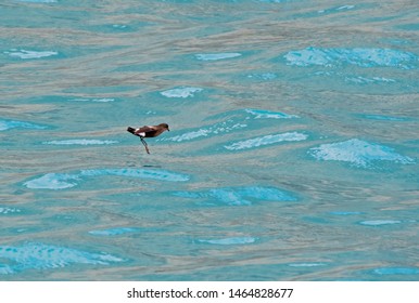 A Wilson's Storm Petrel Skirts Along The Surface Of The Southern Ocean