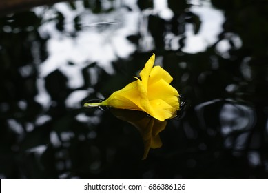 wilted