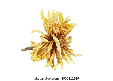 Wilted Chrysanthemum Flower Isolated On A White Background.