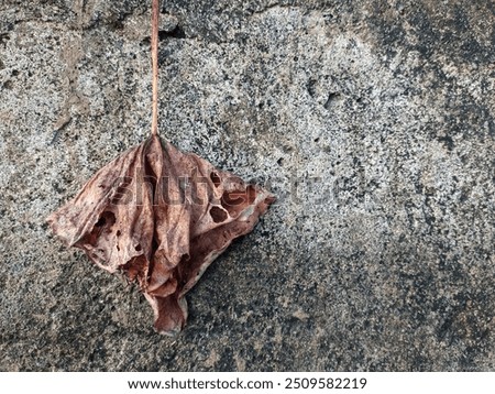 Similar – Foto Bild Getrocknetes Elefantenohrblatt mit einem Schatten von Sonnenlicht auf einem schwarzen Tisch