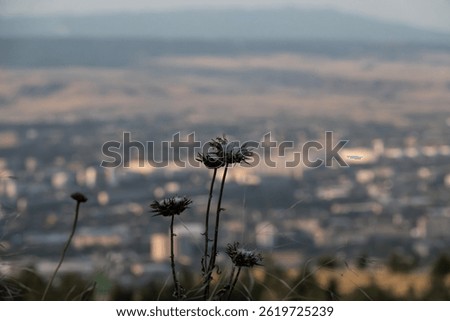 Wilted Dandelions In Focus In Front of Desolate Urban Landscape In Sunset