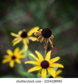 Wilted and decaying black-eyed susan daisy flower blossom in focus, in closeup with blurred bokeh of yellow fresh blossoms out of focus. - Powered by Shutterstock