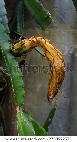 Wilted Dragon Fruit Flower Surrounded by Ants on a Mossy Cement Wall