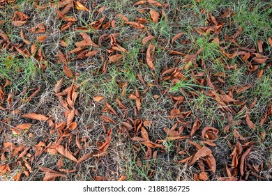 
Wilted dried leaves of trees on the ground