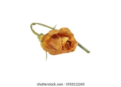 Wilted Eustoma Flower Isolated On A White Background.