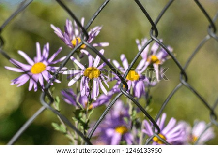 Similar – Astern Sommer Garten Natur