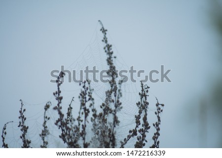 Similar – Image, Stock Photo nature Nature Plant Garden