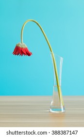 Wilted Gerbera In Vase