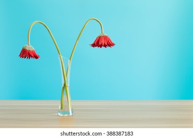 Wilted Gerbera In Vase