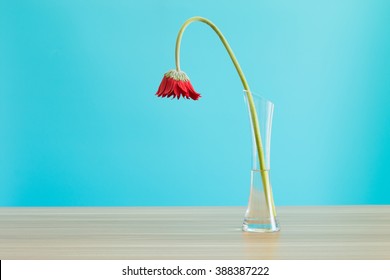 Wilted Gerbera in vase