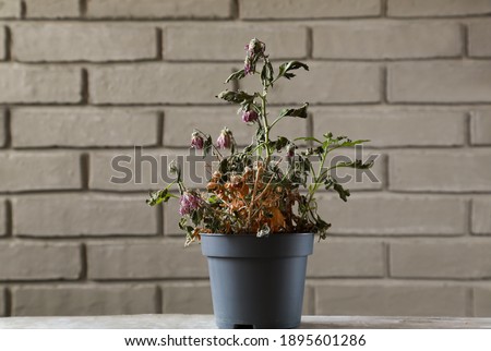 Wilted houseplant in a gray flowerpot. Dry indoor flower on the background of a gray brick wall. A dried flower in a gray pot.