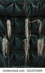 Wilted Leek Plant Inside Wall Planter Bag