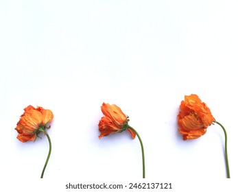 Wilted orange flower isolated white.  Wilted flower isolated white background. Floral concept for presentation. Vintage concept.  Flat lay, top view. Aesthetic yellow floral concept for presentation. - Powered by Shutterstock