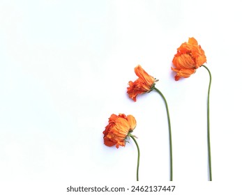 Flor naranja marchita aislada