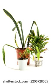 Wilted Plants On White Background