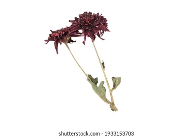 Wilted Red Chrysanthemum Flower Isolated On A White Background.