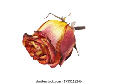 Wilted Red Rose Flower Isolated On A White Background.