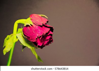Wilted red rose on a black background