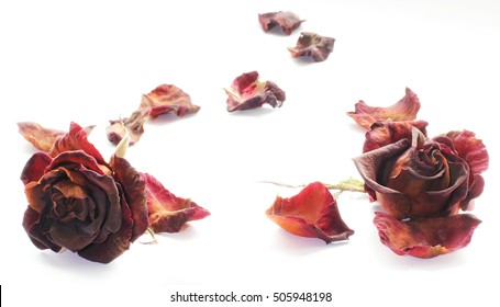 Wilted red roses on white background. Dried rose petals on white background. Flowers. Love.