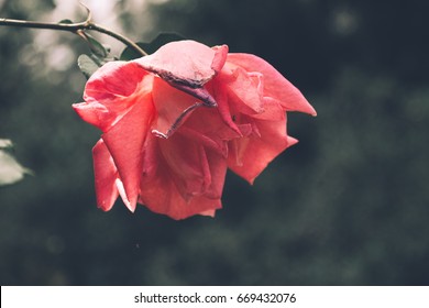 wilted rose