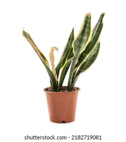 Wilted Snake Plant On White Background