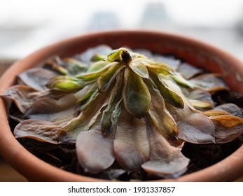 A Wilted Succulent In A Pot. Side View. A Dying Houseplant