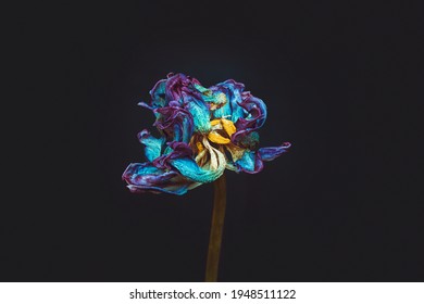 Wilted tulip flower on a dark background. Bright blue and purple petals