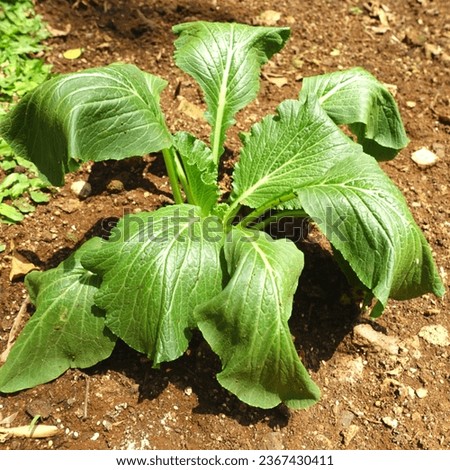 Wilted vegetables. Impact of hot and dry weather. Illustration of caring for plants.