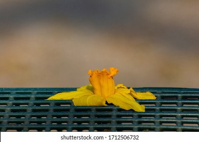 Wilted Yellow Flower Of A Daffodil On A Green Metal Grid