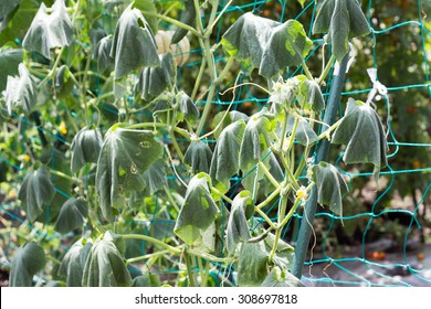 Wilting Cucumber Leaves, Cucumber Leaves Getting Withered Away