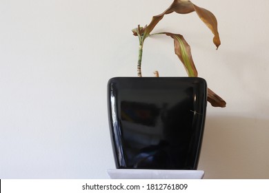 Wilting Dead House Plant In Black Pot Dying White Background Interior