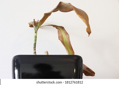 Wilting Dead House Plant In Black Pot Dying White Background Interior