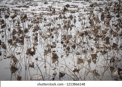 Wilting, drying, death of plants. Dry stalks and leaves above the surface of the water. Ecological problems, protection of nature. Muffled tones, vignetting.