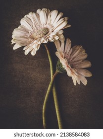 Wilting Gerbera Daisy Flat Lay Grungy Vintage Feel Image