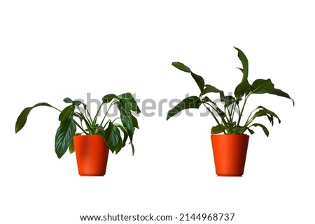 Wilting peace lily and hydrated healthy Peace lily (Spathiphyllum) in a pot isolated on white background
