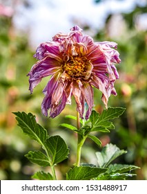 Wilting Peony Flower In The Garden