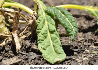 A Wilting Spinach Plant